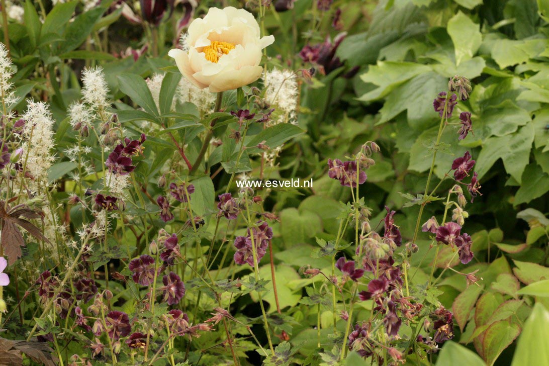 Geranium phaeum 'Samobor'