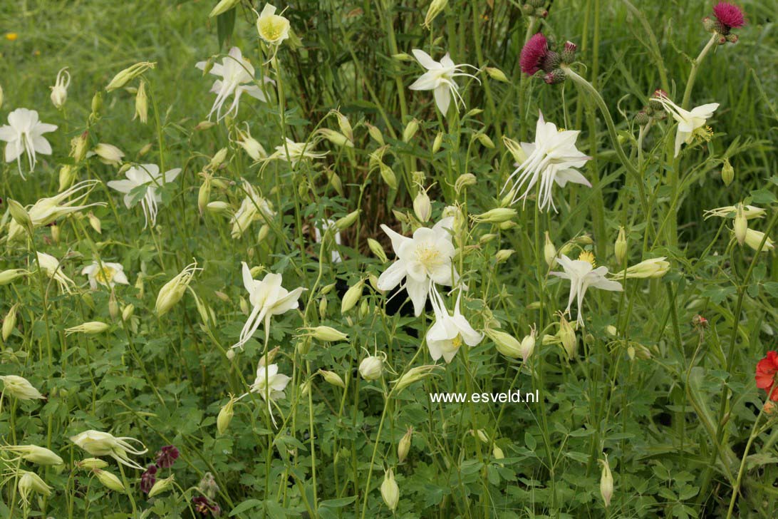 Aquilegia 'Silver Queen'