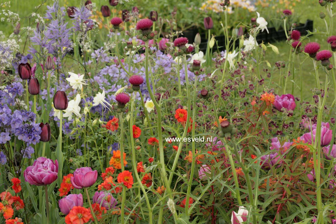 Cirsium rivulare 'Atropurpureum'