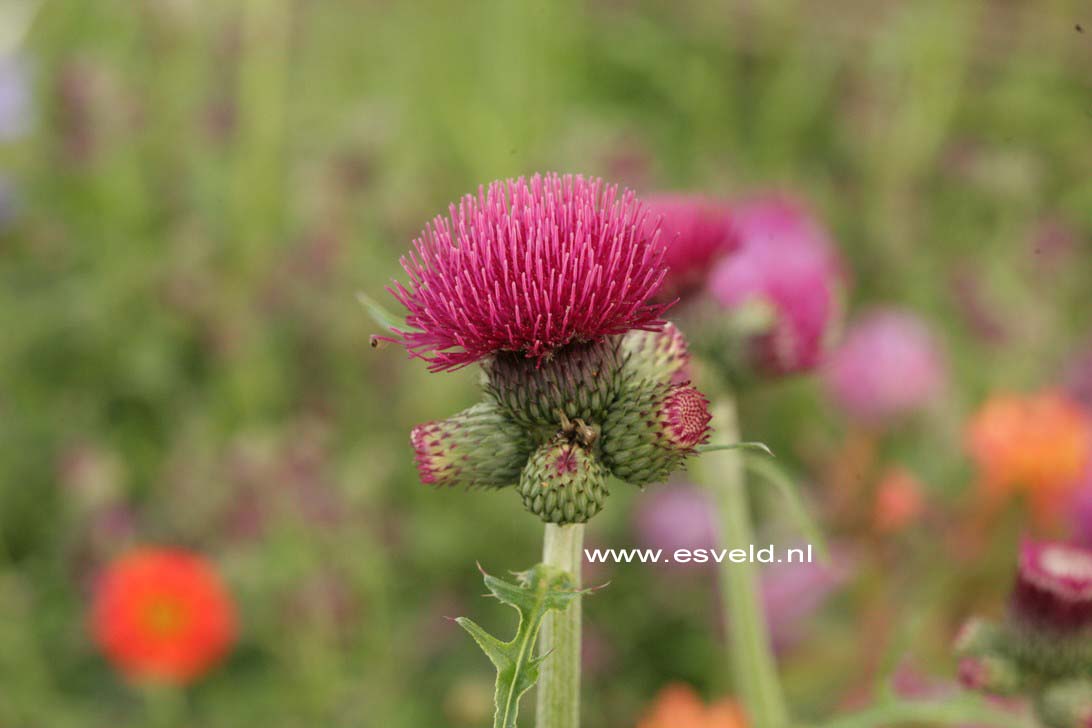 Cirsium rivulare 'Atropurpureum'