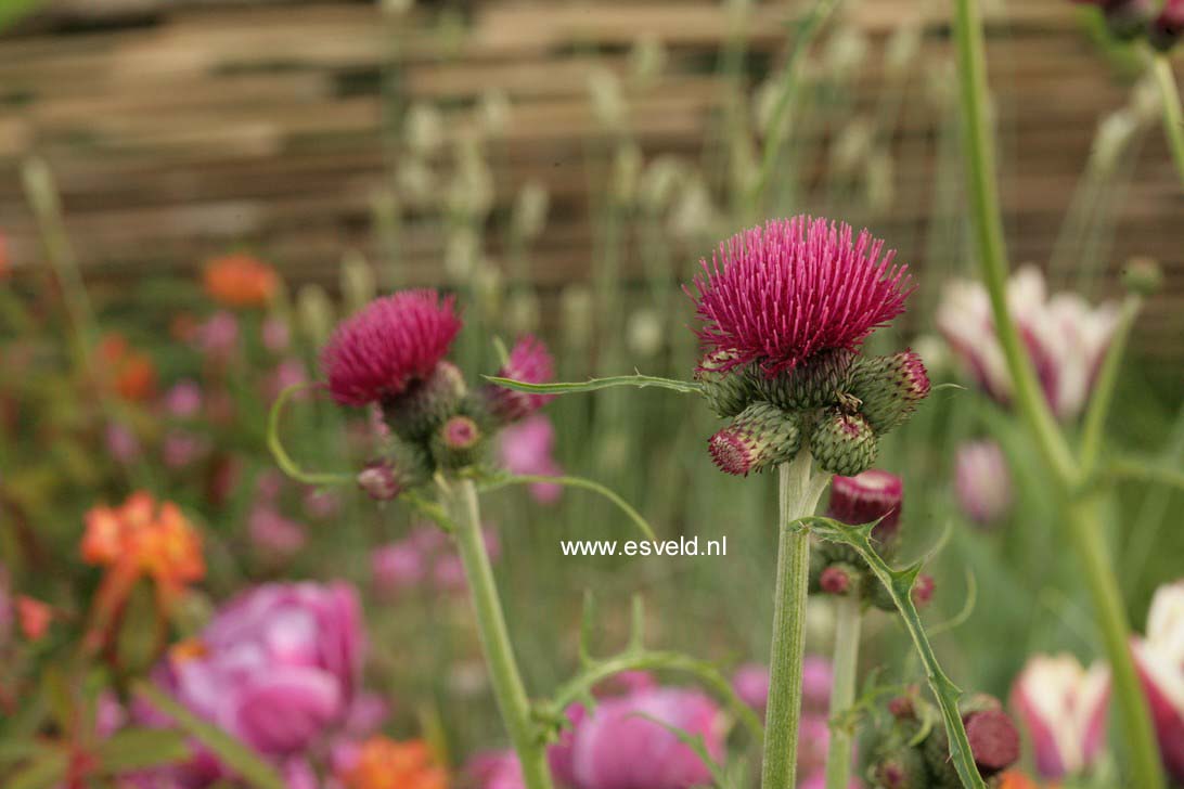 Cirsium rivulare 'Atropurpureum'