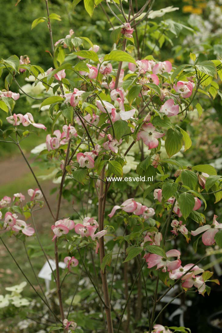 Cornus florida 'Rubra'