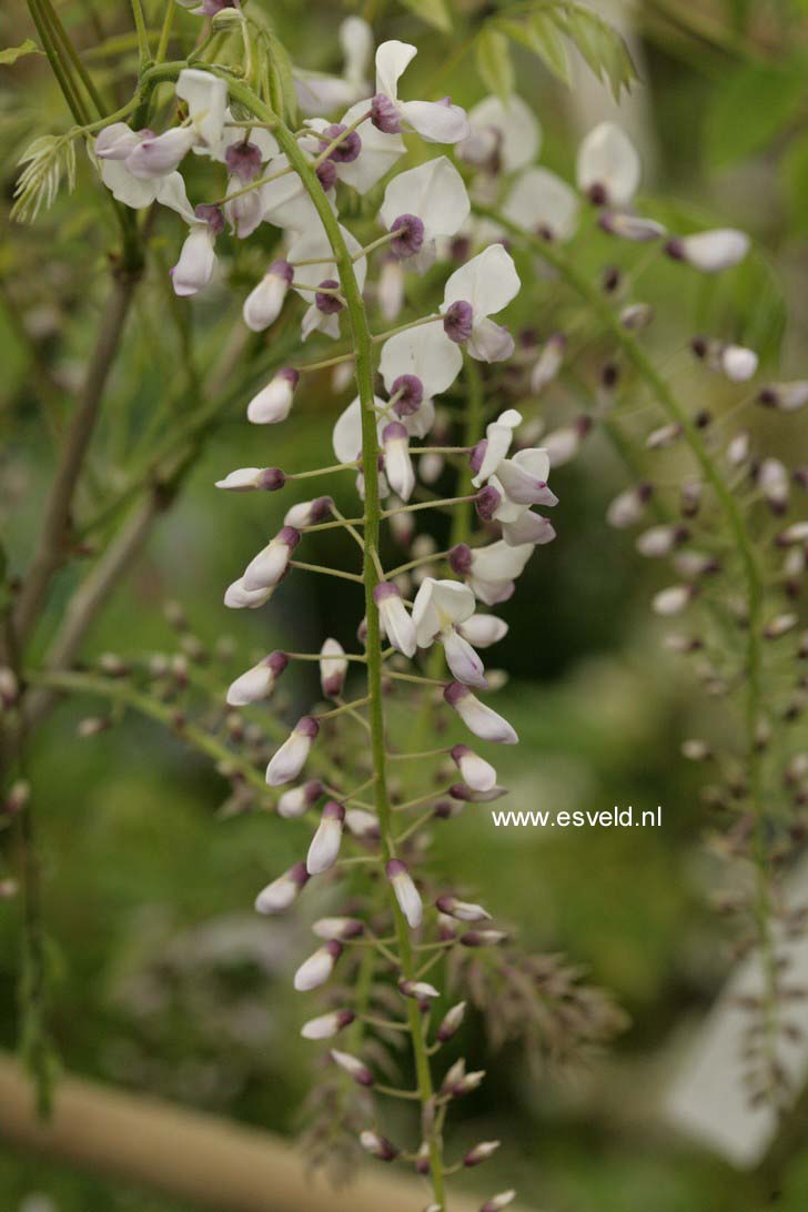 Wisteria floribunda 'Kimono'