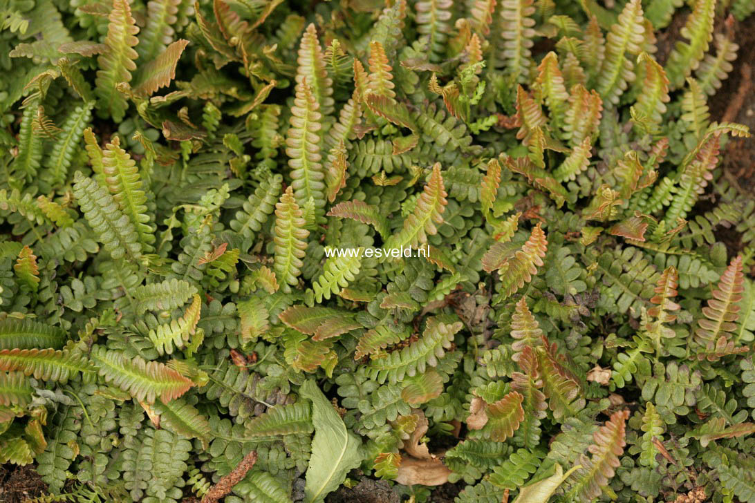 Blechnum penna-marina