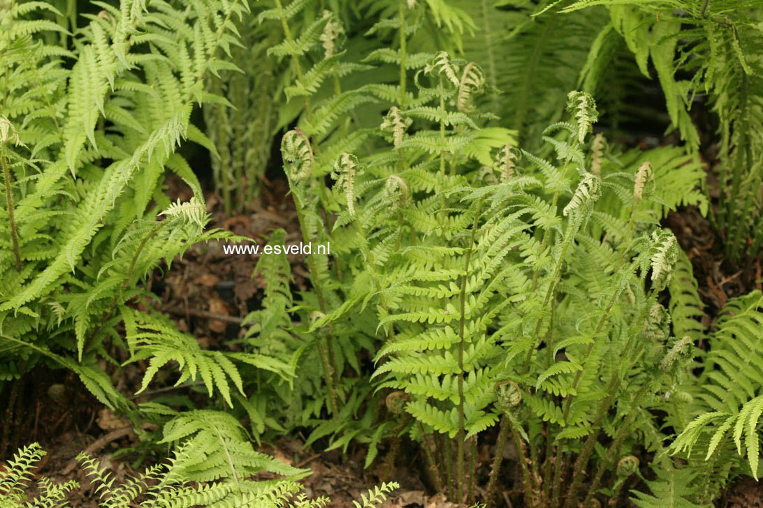 Dryopteris filix-mas