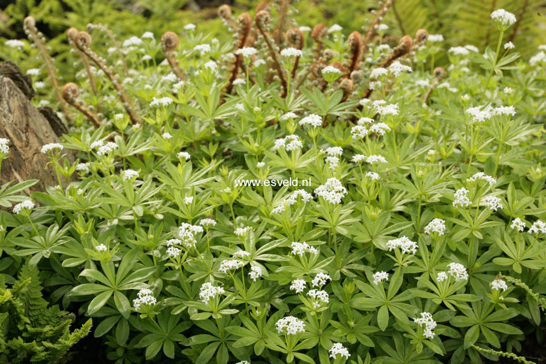 Galium odoratum