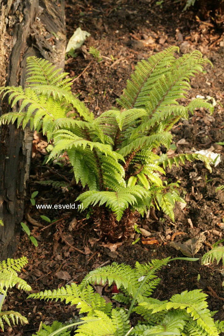 Polystichum polyblepharum