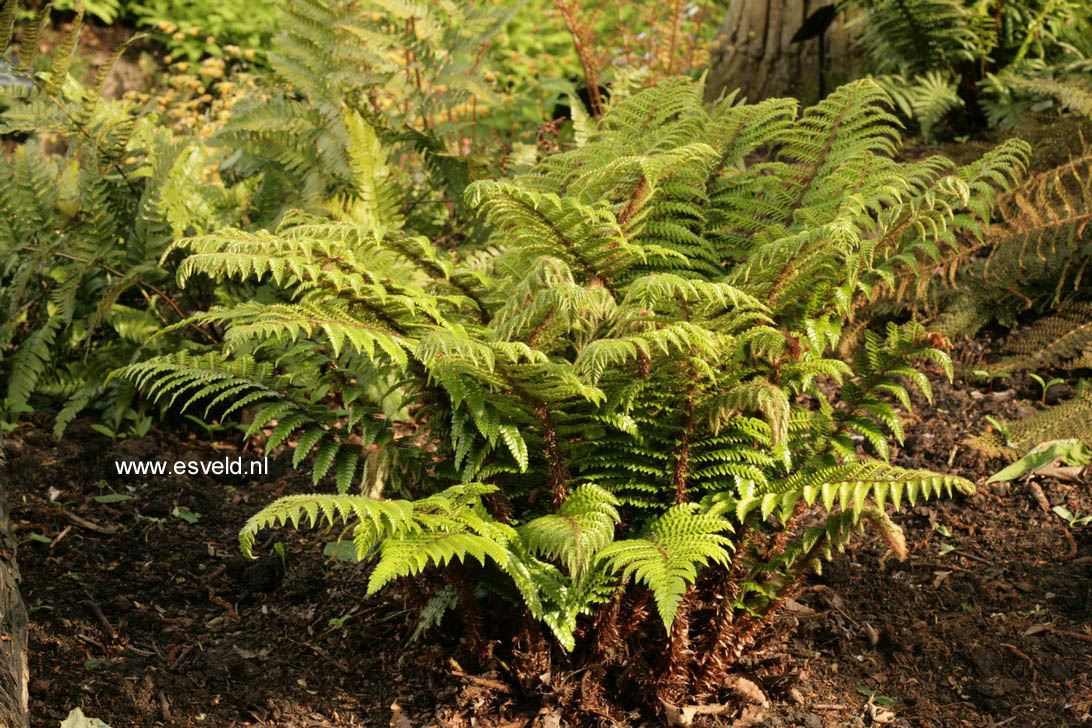 Polystichum polyblepharum