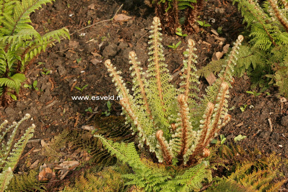 Polystichum setiferum 'Plumoso-densum'