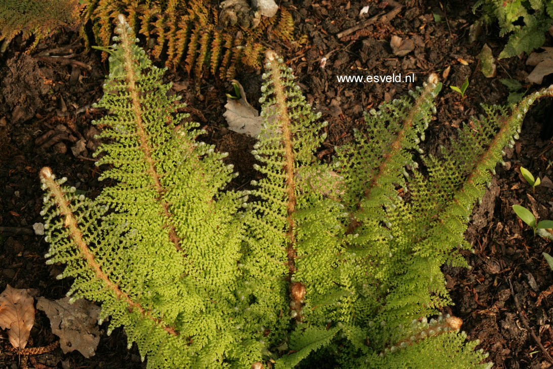 Polystichum setiferum 'Plumoso-densum'