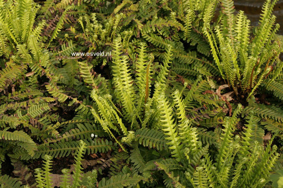 Blechnum spicant