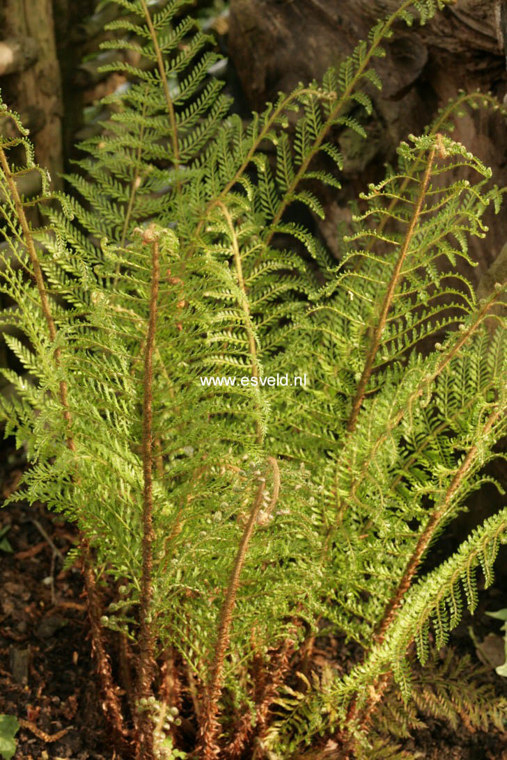 Polystichum setiferum 'Pulcherrimum Bevis'