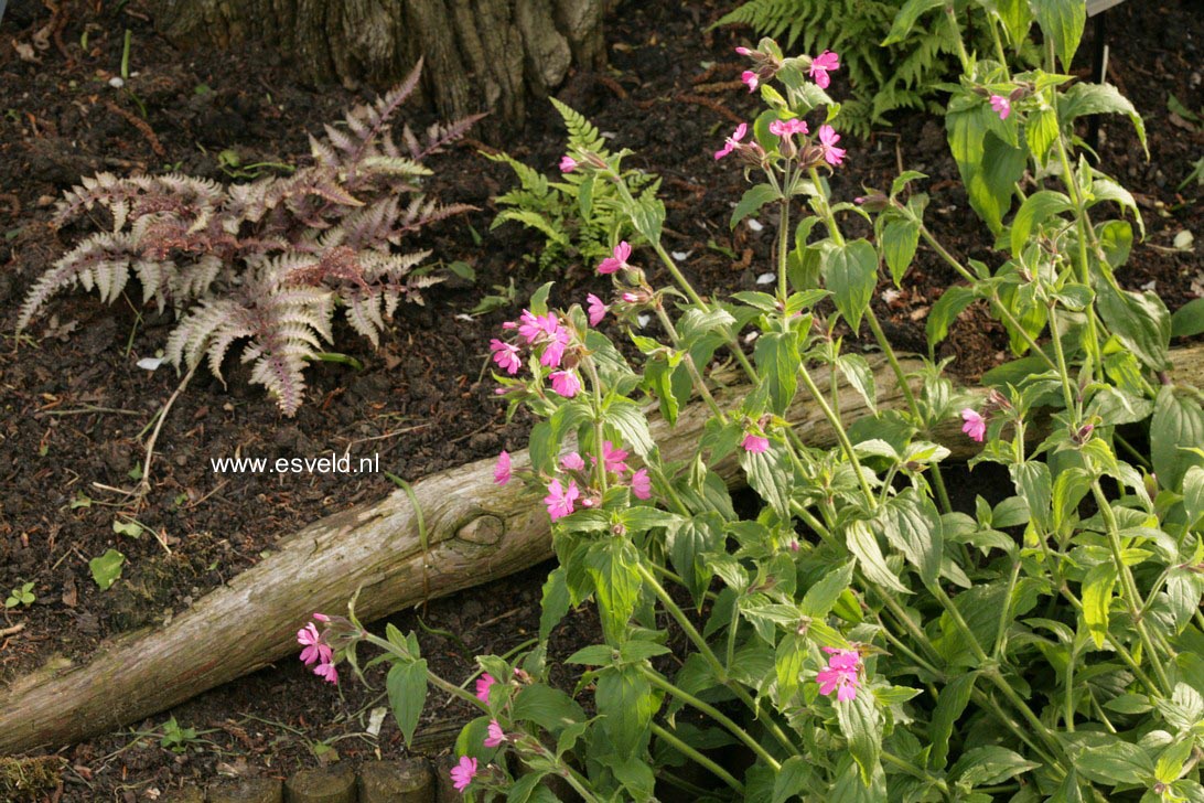 Silene dioica