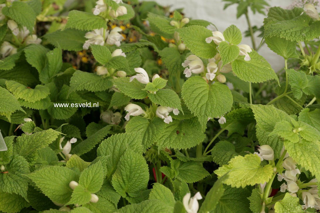 Lamium orvala 'Album'