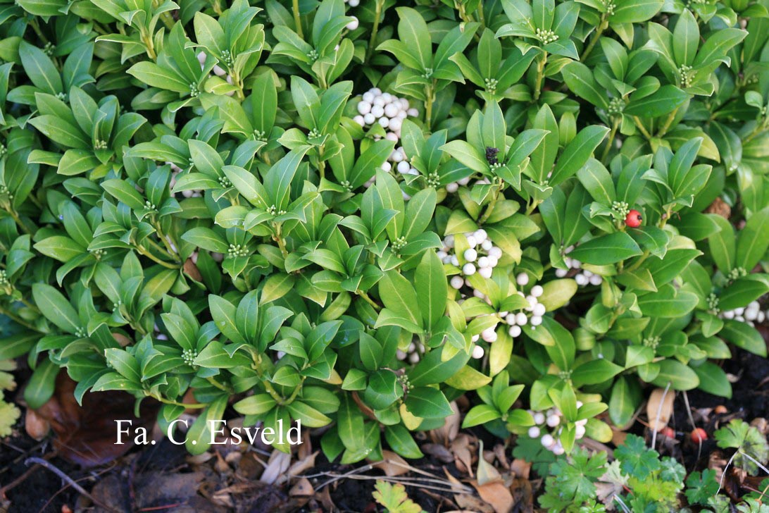 Skimmia japonica 'Kew White'