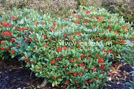 Skimmia japonica 'Nymans'