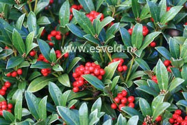 Skimmia japonica 'Nymans'