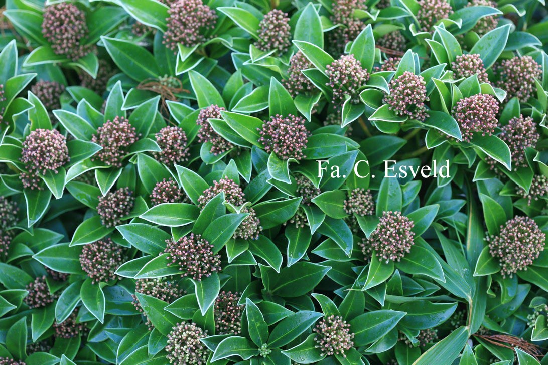 Skimmia japonica 'Fragrant Cloud'