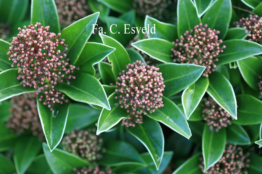 Skimmia japonica 'Fragrant Cloud'