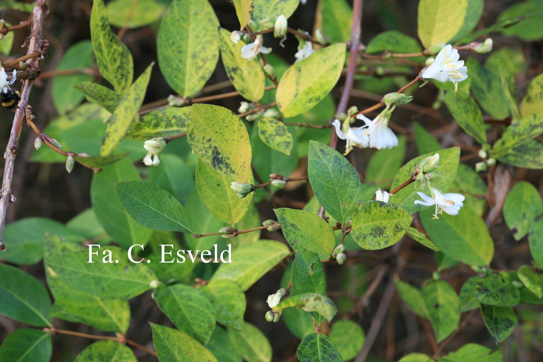 Lonicera fragrantissima