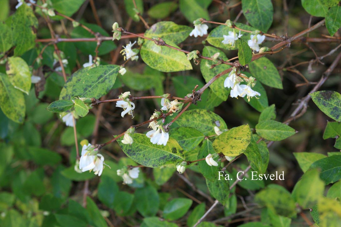 Lonicera fragrantissima