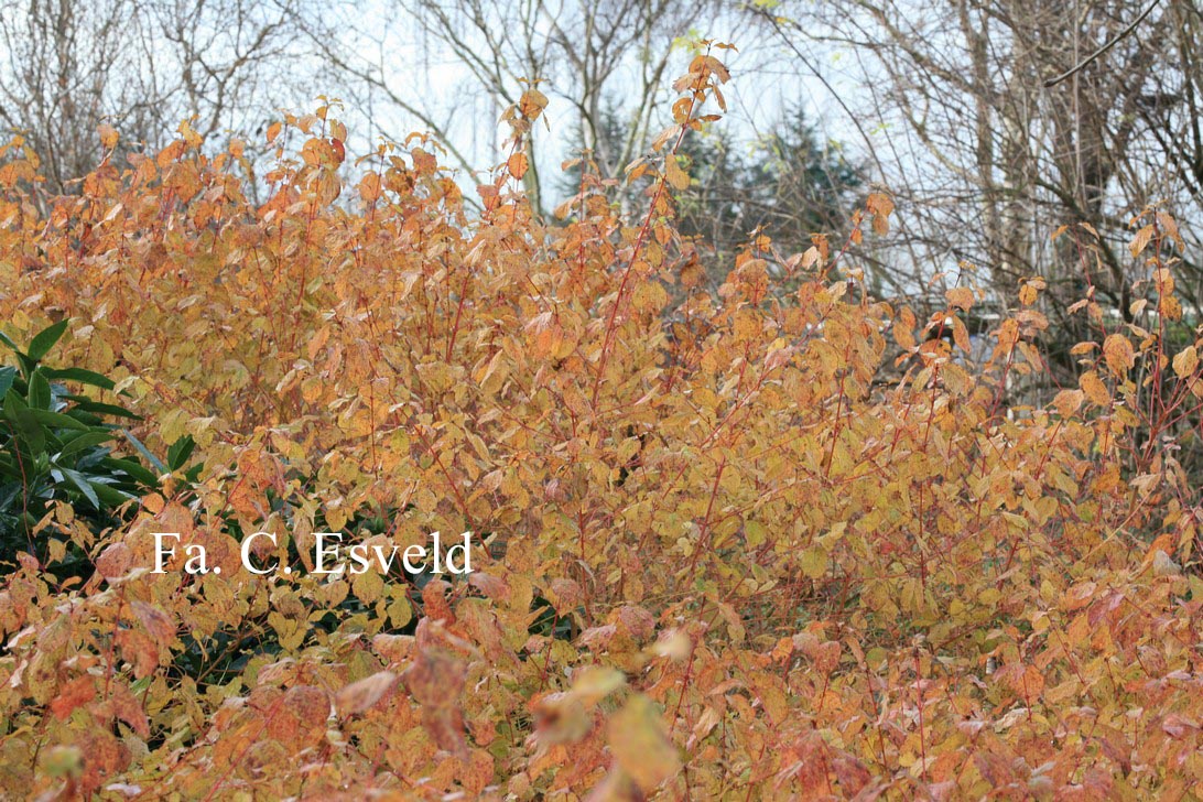 Cornus sanguinea 'Midwinter Fire'