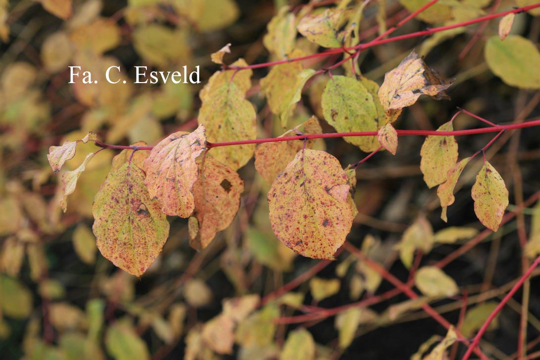 Cornus sanguinea 'Midwinter Fire'