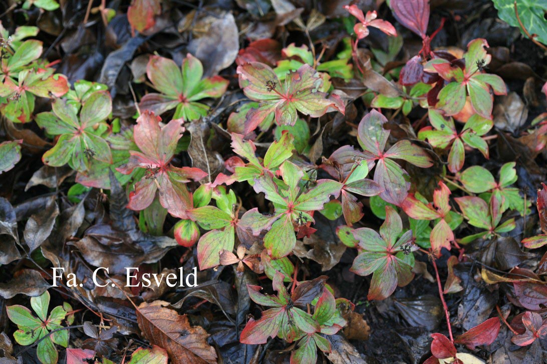 Cornus canadensis