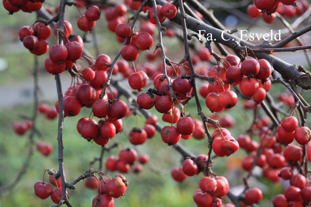 Malus 'Red Sentinel'