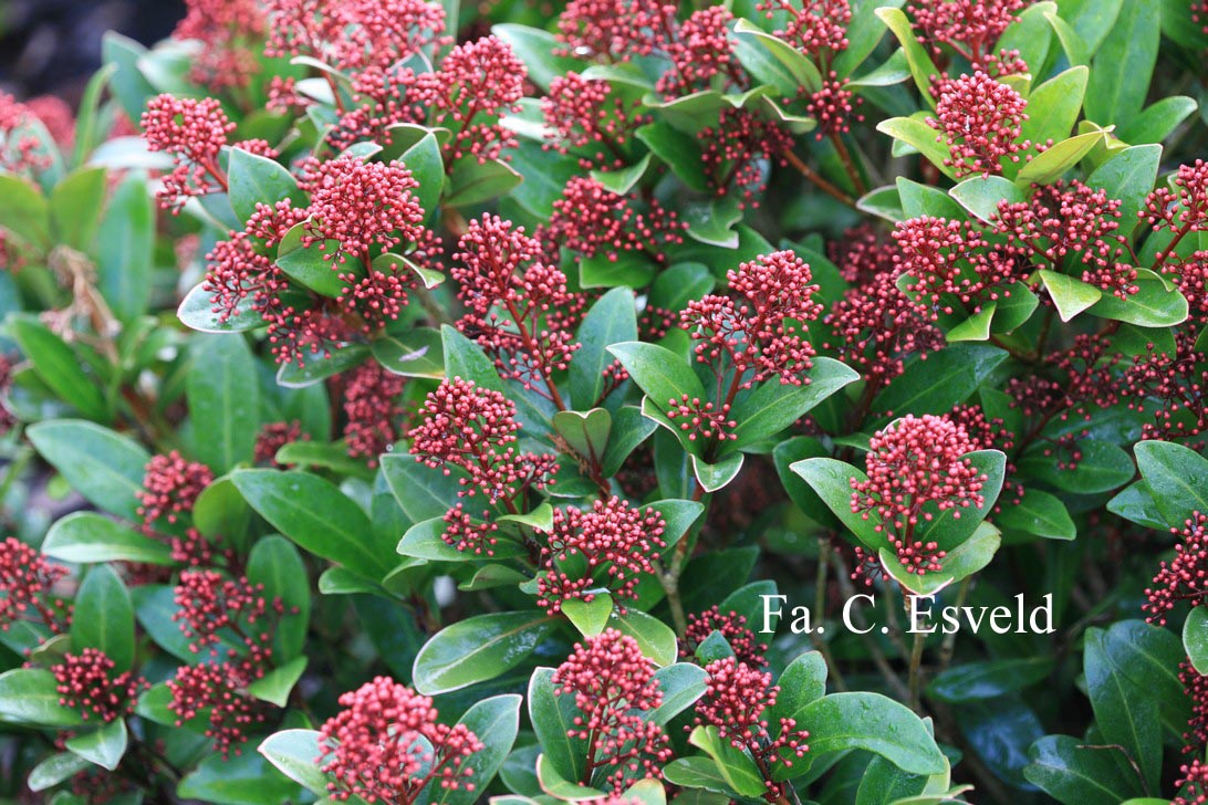 Skimmia japonica 'Rubella'