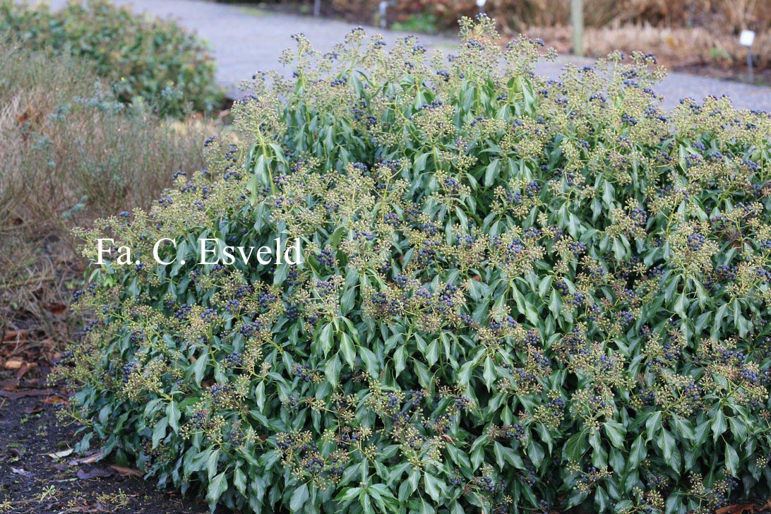 Hedera helix 'Zorgvlied'