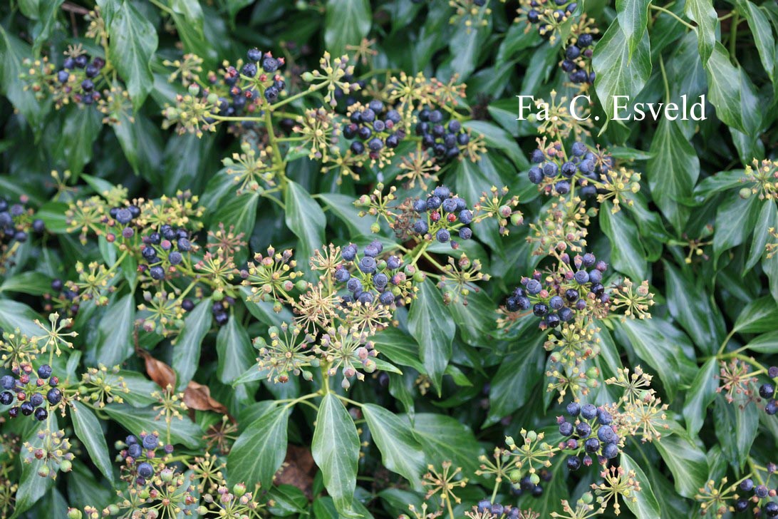 Hedera helix 'Zorgvlied'