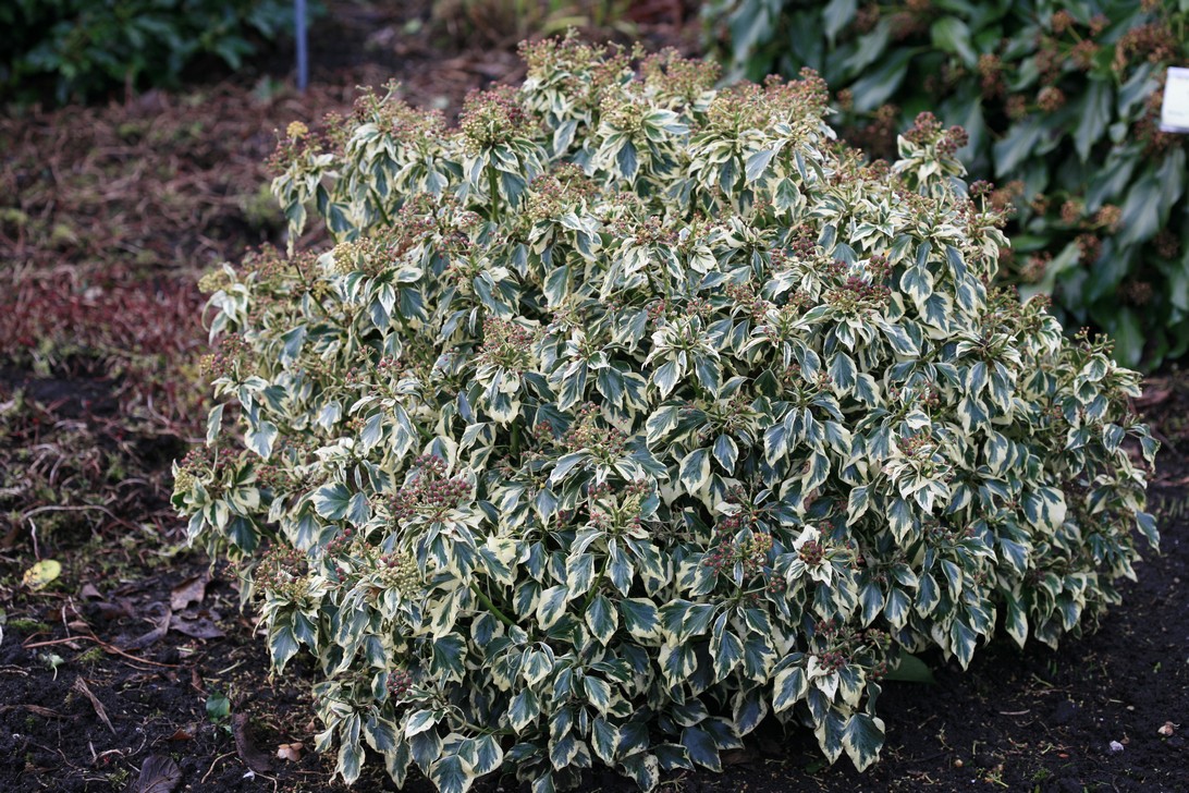 Hedera helix 'Ice Cream'