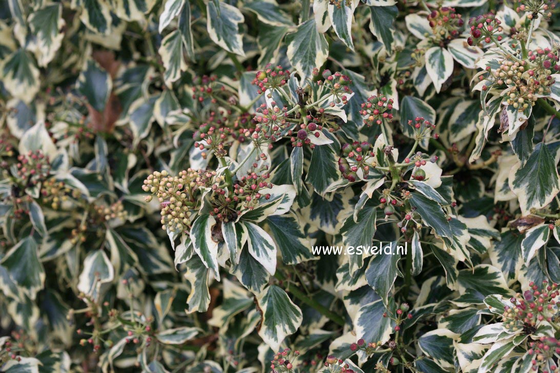 Hedera helix 'Ice Cream'