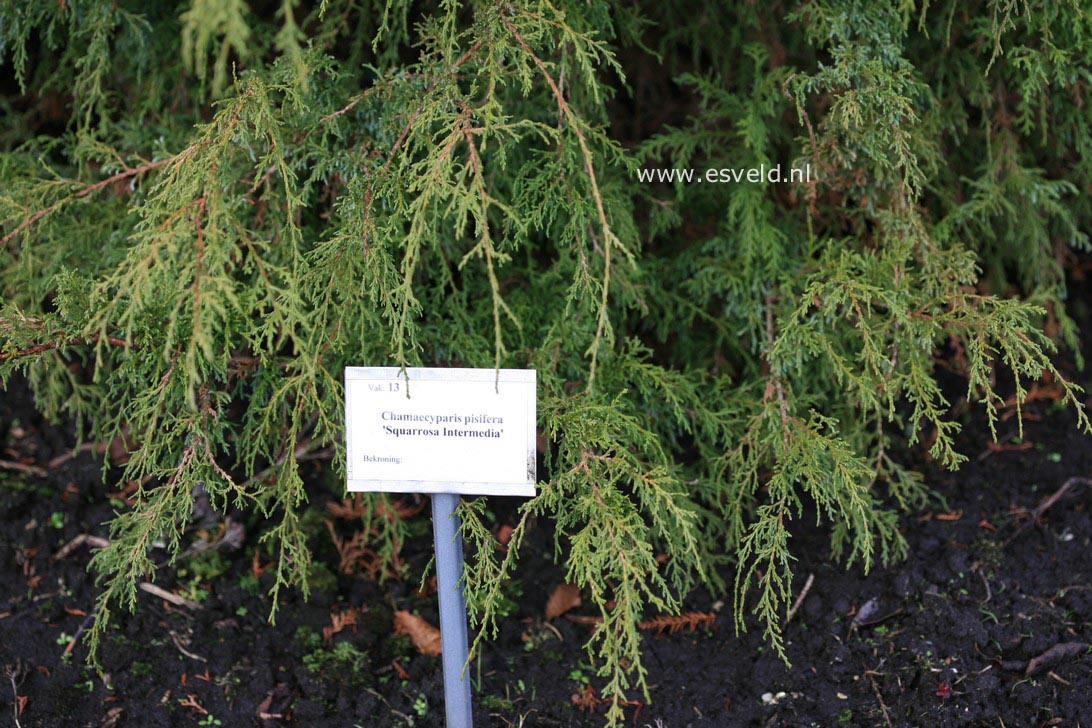 Chamaecyparis pisifera 'Squarrosa Intermedia'