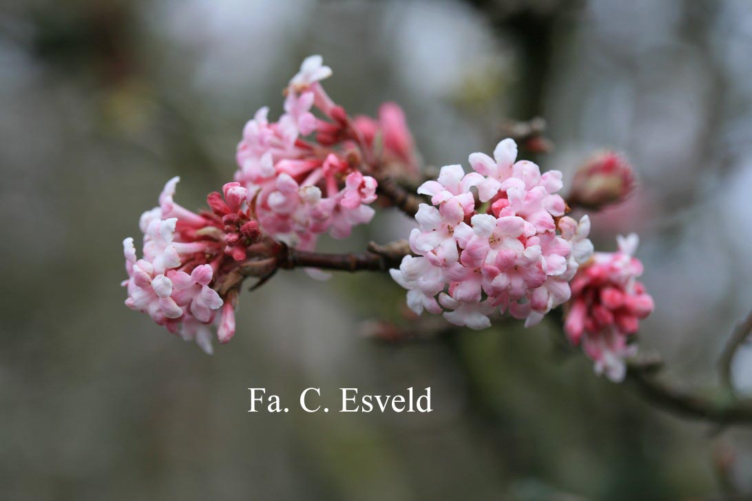 Viburnum bodnantense 'Dawn'