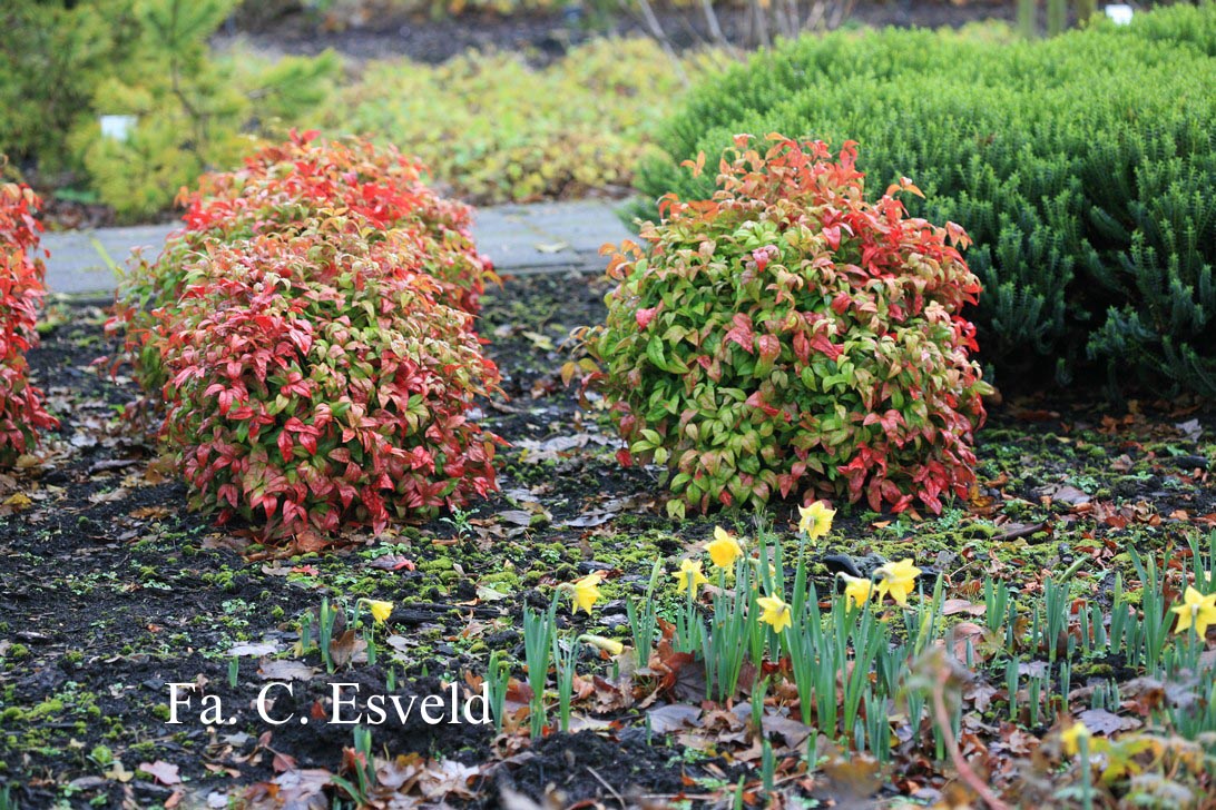 Nandina domestica 'Fire Power'