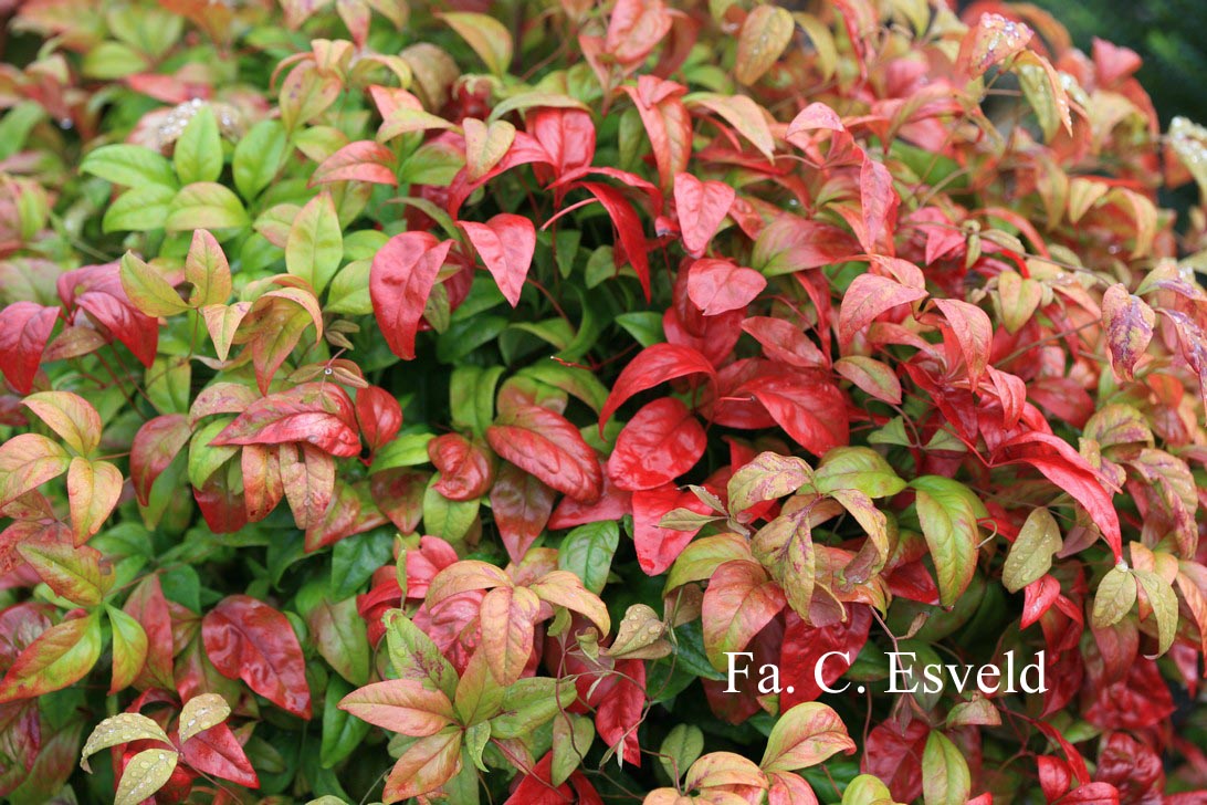 Nandina domestica 'Fire Power'