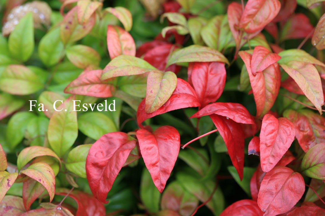 Nandina domestica 'Fire Power'