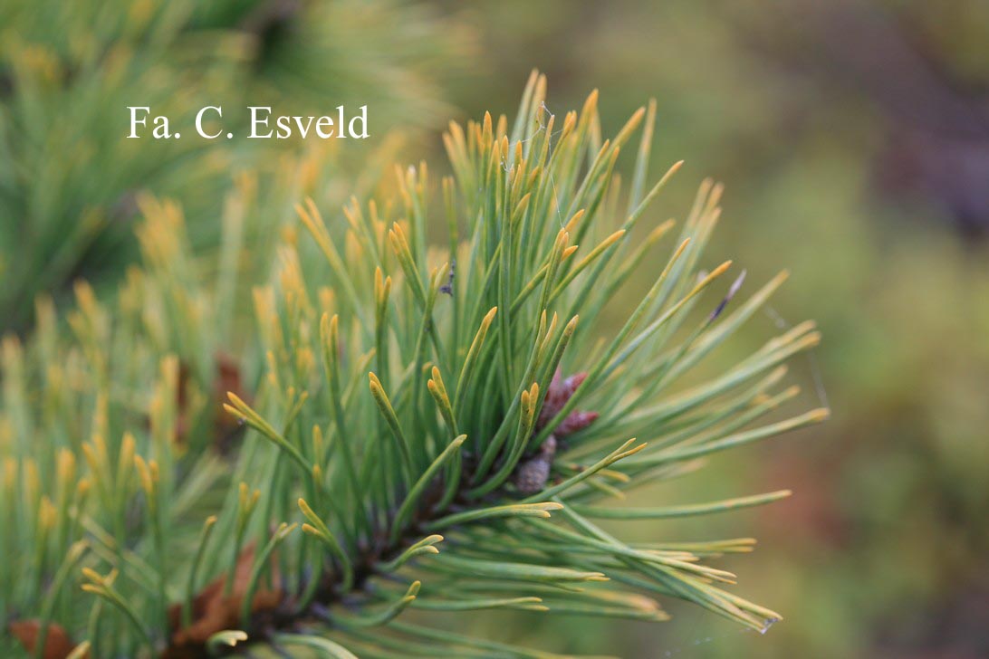 Pinus sylvestris 'Aurea'