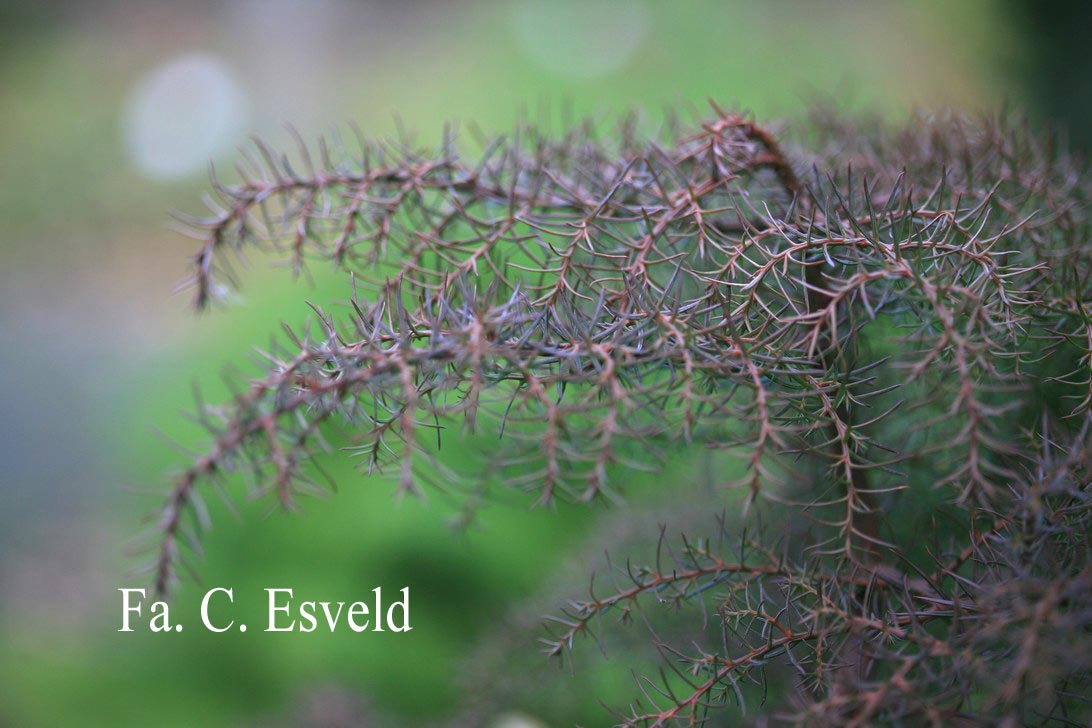 Cryptomeria japonica 'Elegans'