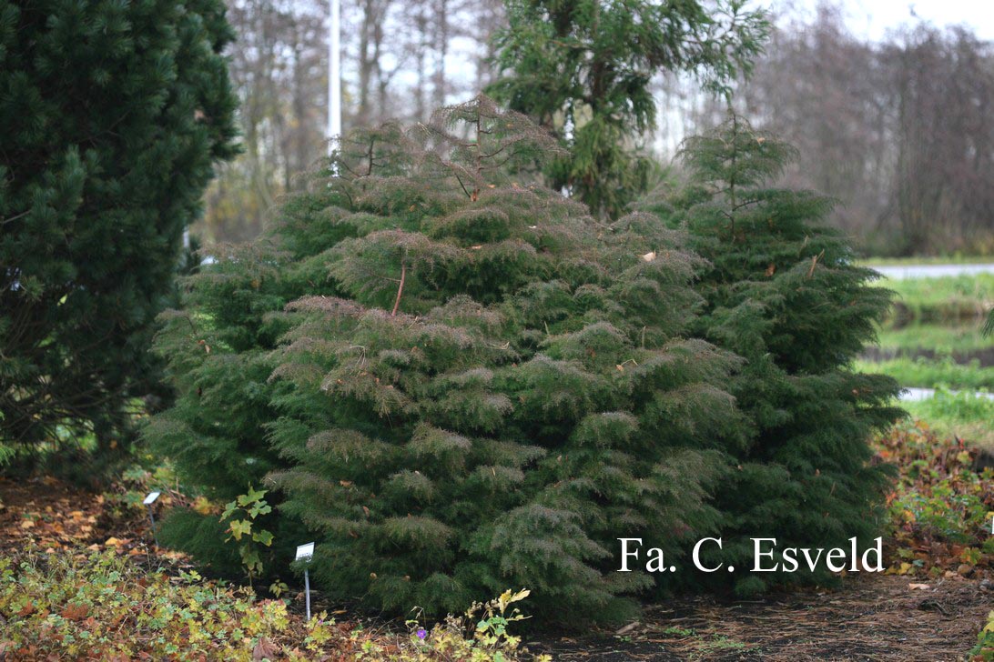 Cryptomeria japonica 'Elegans'