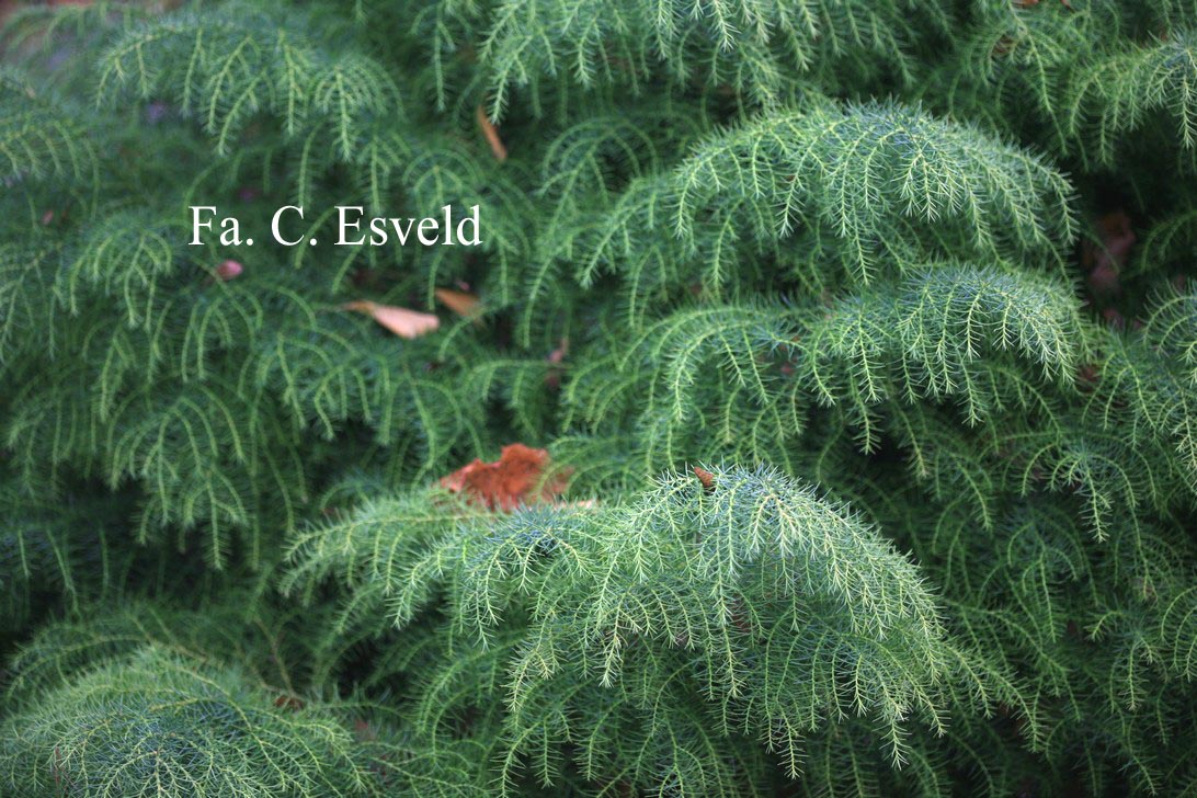 Cryptomeria japonica 'Elegans Viridis'