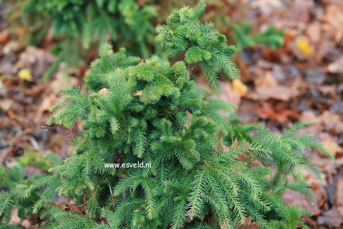 Cryptomeria japonica 'Kilmacurragh'