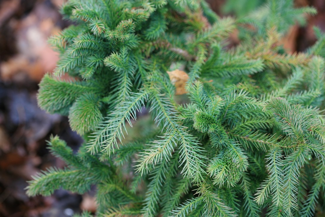 Cryptomeria japonica 'Kilmacurragh'