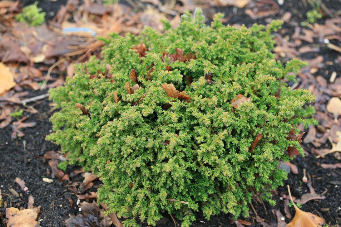 Cryptomeria japonica 'Vilmoriniana'