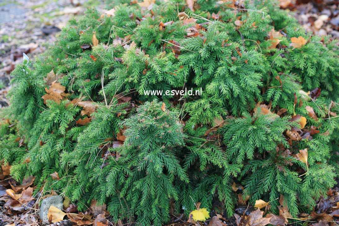 Cryptomeria japonica 'Monstrosa Nana'