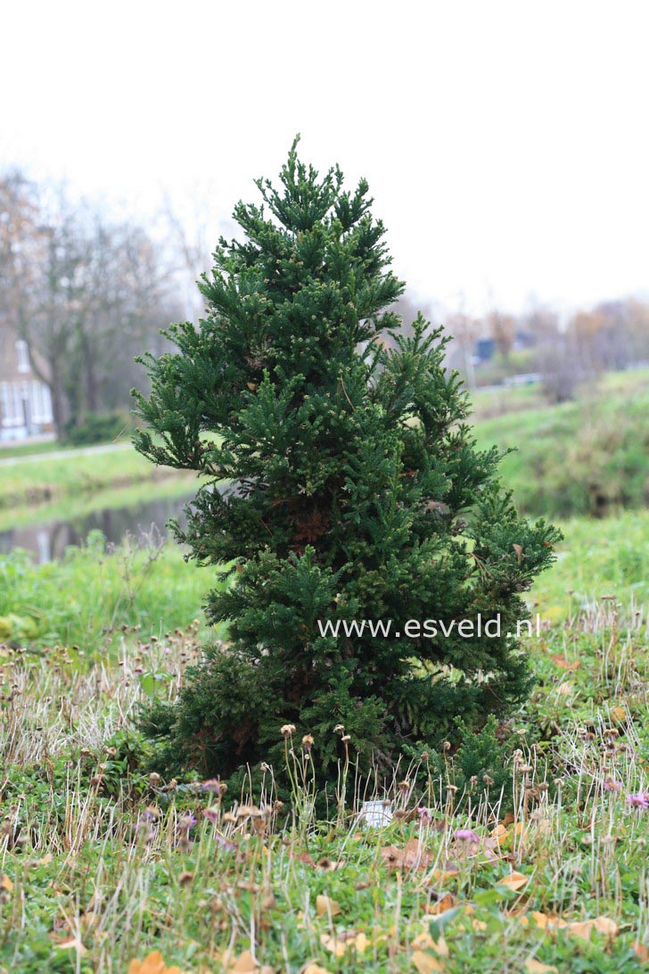 Cryptomeria japonica 'Pipo'