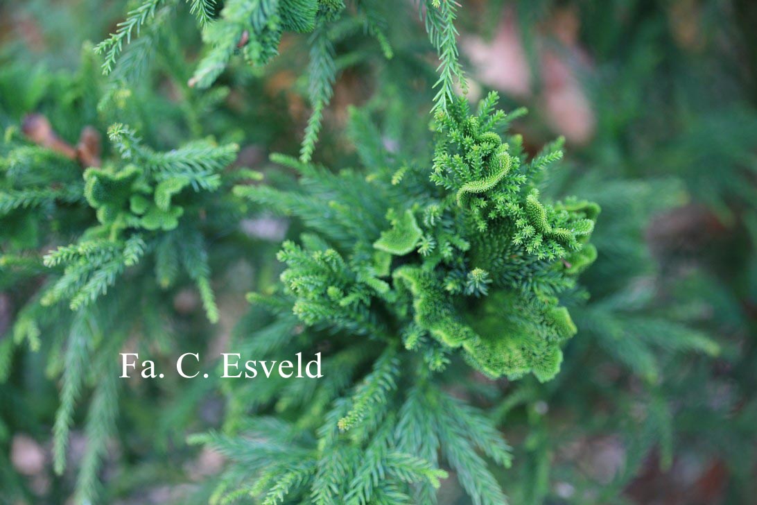 Cryptomeria japonica 'Cristata'