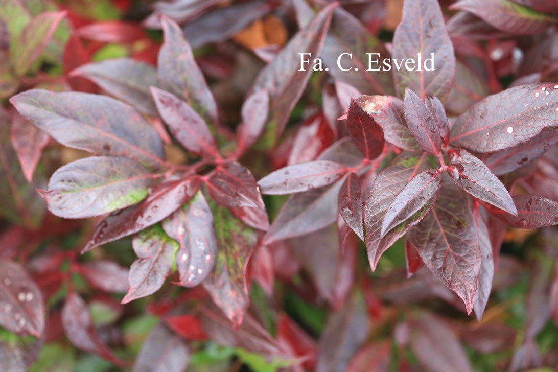 Leucothoe 'Zeblid' (SCARLETTA)